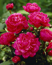 Без бренда «2KMB-4036» в Воронеже