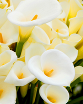 Без бренда «Белые каллы» в Воронеже