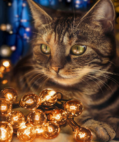 Без бренда «BOX40-2KXSB-0678» в Воронеже