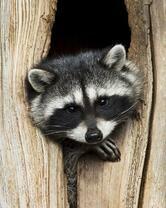 Без бренда «Енот в дупле» в Воронеже