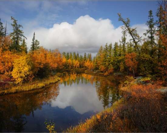 Картина по номерам 40x50 Осенние берега лесной реки