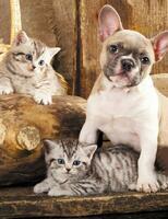 Без бренда «Милый щенок французского бульдога и два котёнка» в Воронеже