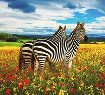 Две зебры на цветочном лугу