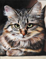 Без бренда «Маленькая серая кошечка» в Воронеже в интернет-магазине Без бренда «Маленькая серая кошечка» в Воронеже