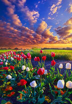 Без бренда «Поле тюльпанов под облачным небом» в Воронеже в интернет-магазине  Без бренда «Поле тюльпанов под облачным небом» в Воронеже